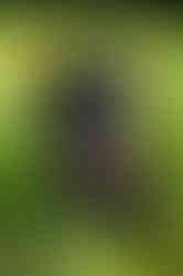 Tallgrass Kennels black female British labrador sitting in sunflowers in the sunshine