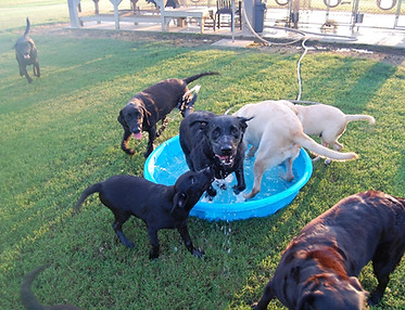 Tallgrass Kennels British labradors playing in little blue pool