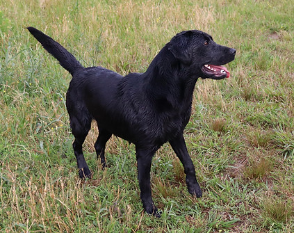 Tallgrass Kennels Black Female British lab ready for action