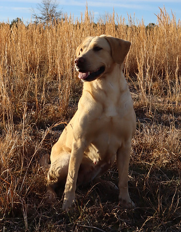 Tallgrass Kennels yellow female British labrador, Mabel