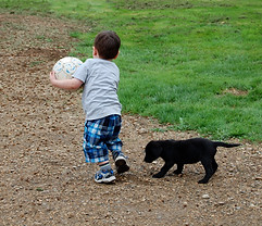 Little boy running with a ball being followed by his new Tallgrass Kennels British lab pup