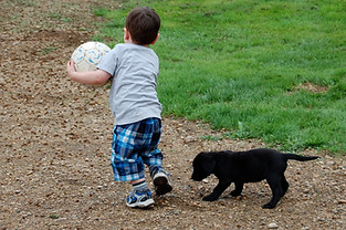 Little boy running with a ball being followed by his new Tallgrass Kennels British lab pup