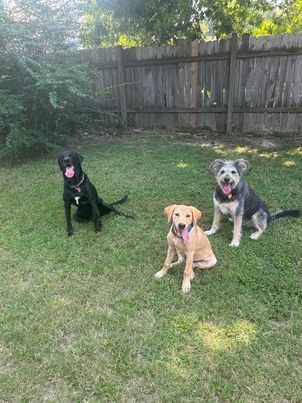 Tallgrass British yellow lab with his fur pals