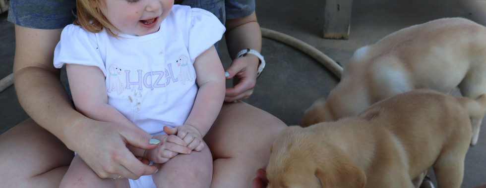 excited little girl feeding tallgrass british lab puppies