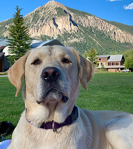 Tallgrass Kennels yellow british lab by MT mountain.