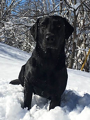 Tallgrass black labrador retriever in snow.