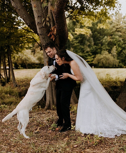 White Tallgrass Kennels lab with the bride and groom at wedding.