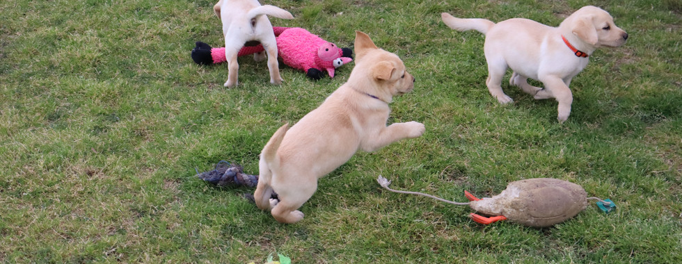 Tallgrass Kennels british lab puppies playing with toys