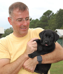 British labrador puppy