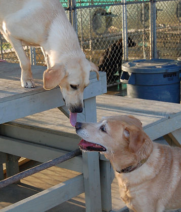 Tallgrass pup with long tongue trying to lick his new brother