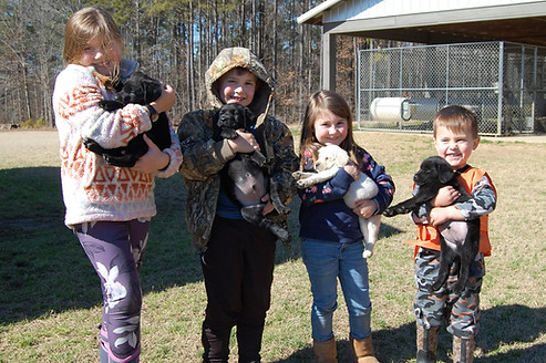 Four kids happy to socialize Tallgrass Kennels British Lab puppies