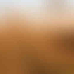 Oxford and black British labs running in field at Tallgrass Kennels