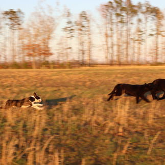 Oxford and black British labs running in field at Tallgrass Kennels