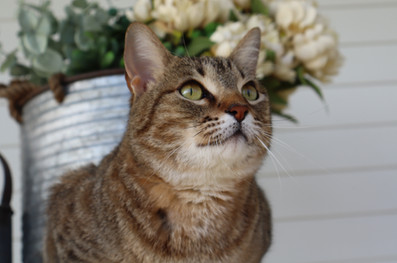 Hansome Bobkitty posing by flowers at Tallgrass Kennels