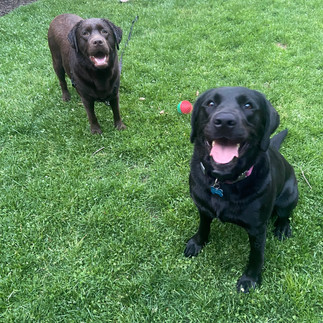 Tallgrass Kennels black female british lab with chocolate lab buddy