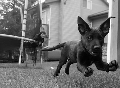 Tallgrass British black lab puppy romping to the camera while boy watches from trampoline