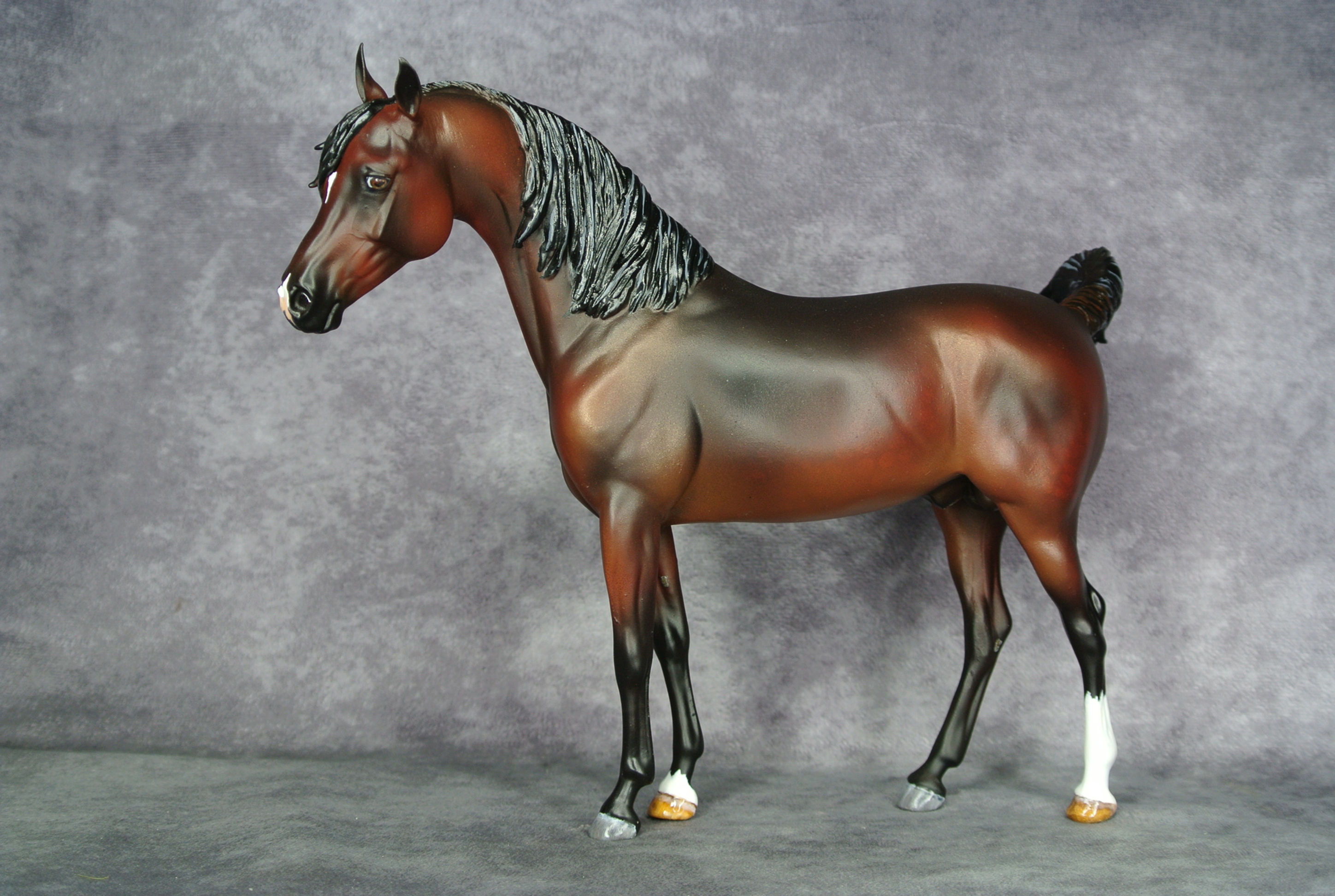 CM Crabbet Arabian Stallion