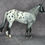 Thumbnail: TR Roan Appaloosa Geronimo