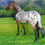 Thumbnail: TR Dun Semi Leopard Appaloosa