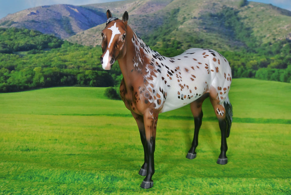 TR Dun Semi Leopard Appaloosa