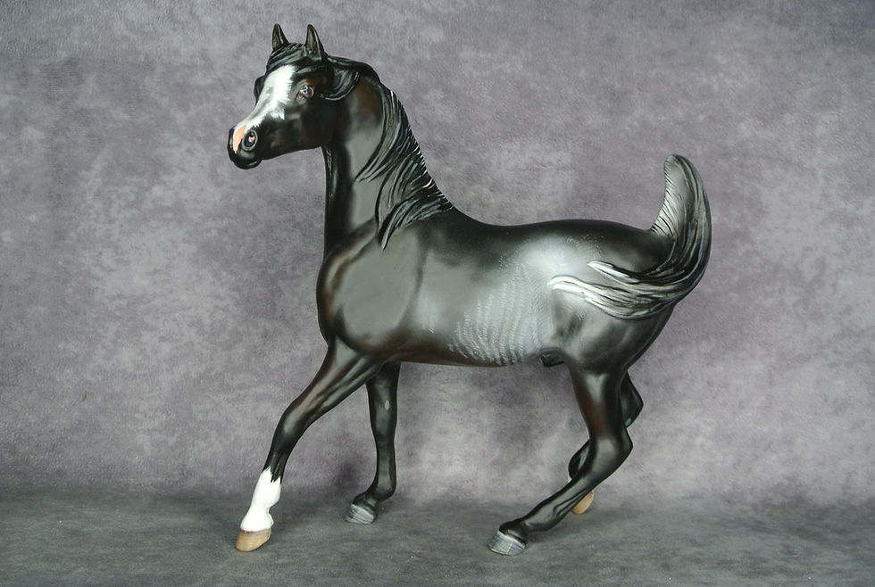 TR Black Rabicano Arabian