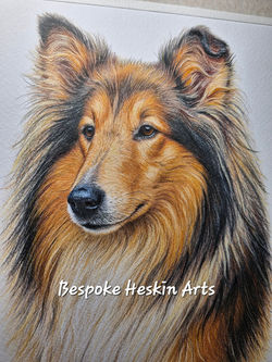 Oli - Rough Collie