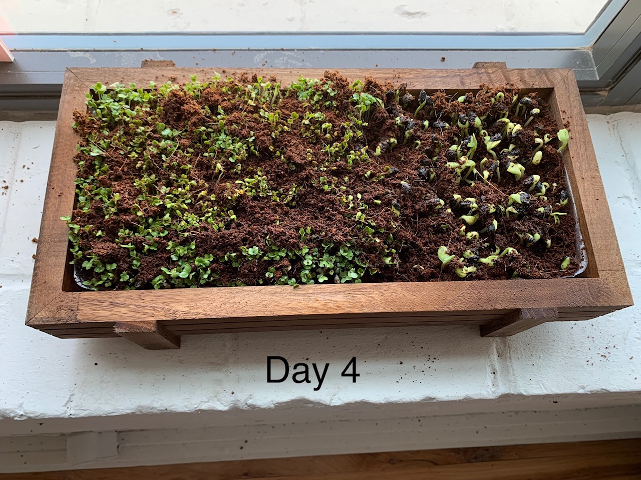 Grow these countertop Organic Microgreens from a super easy DIY kit