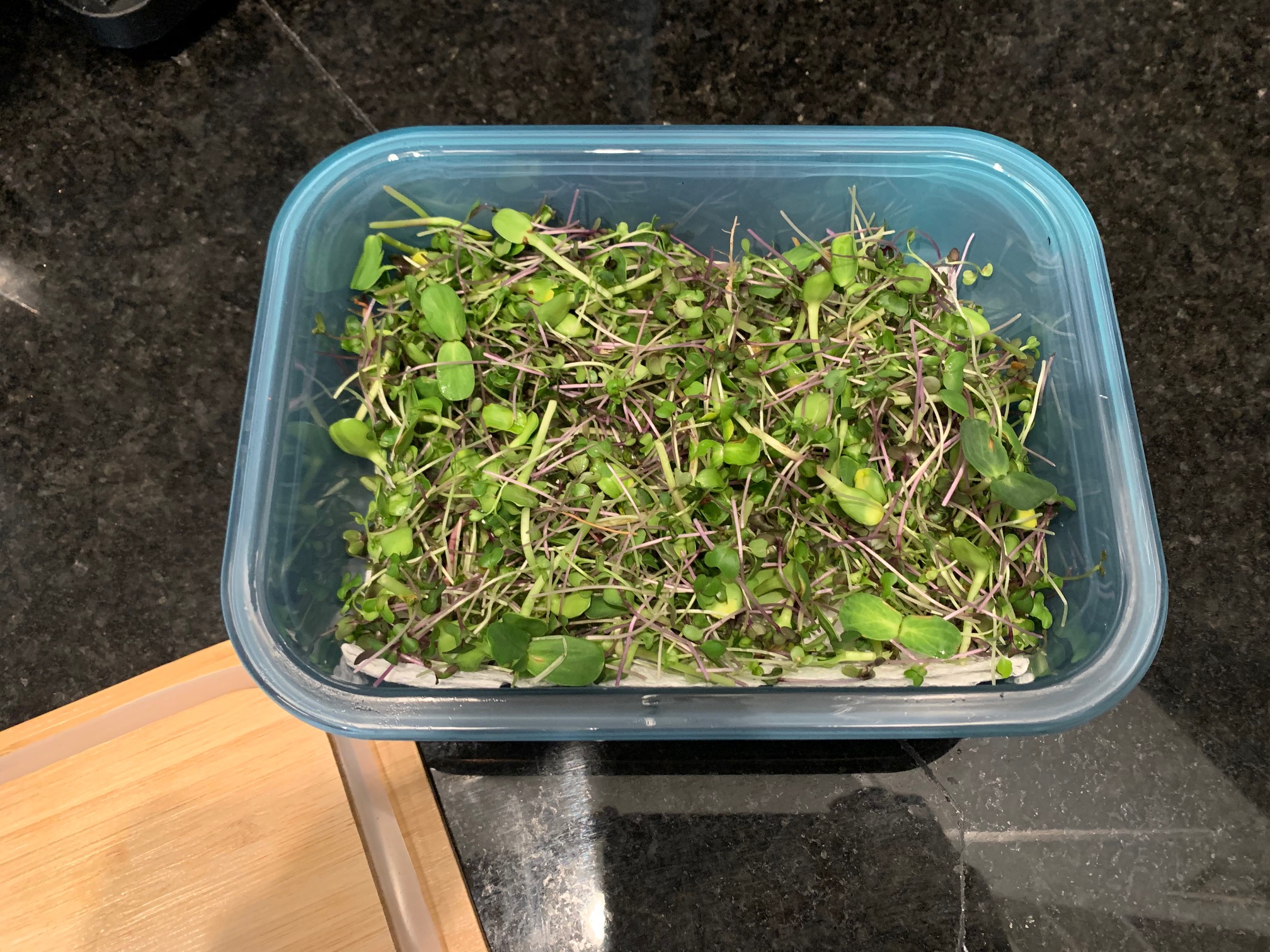 Grow these countertop Organic Microgreens from a super easy DIY kit