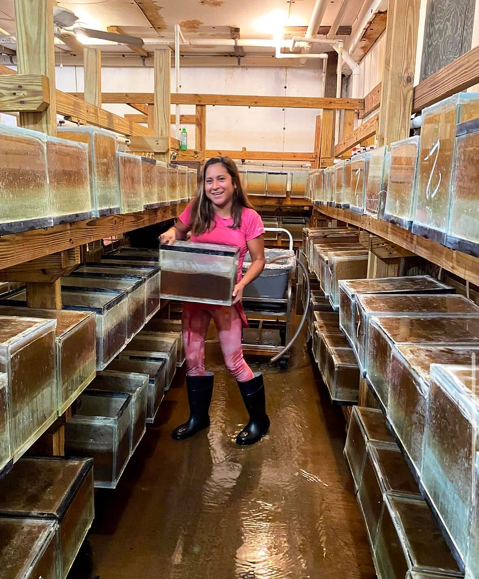 Maria cleaning the breeding tanks