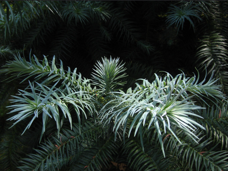 Species of the Month - Chinese Fir