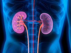 L'HIVER, L'EAU, LES REINS...