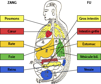 zang-fu-organes-viceres_edited.png