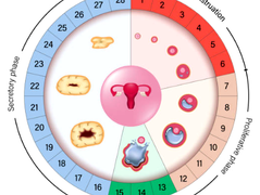 LES CYCLES OVULATOIRES DANS LA TRADITION TAOÏSTE