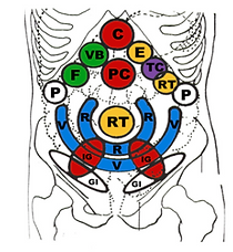 CARTE REFLEXOLOGIQUE DU VENTRE.png