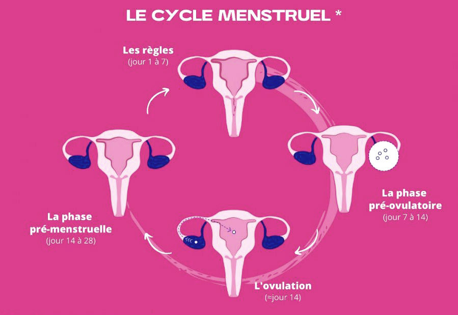 *La durée des cycles et des phases est basée sur une moyenne, elle peut varier d'une femme à l'autre.