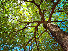 LE CHI GONG DES ARBRES : Se reconnecter à la sagesse vivante de la nature