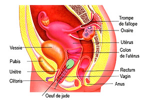 OEUF DE YONI ANATOMIE _edited.jpg