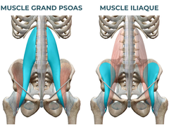 LE PSOAS : LE MUSCLE DE L'ÂME