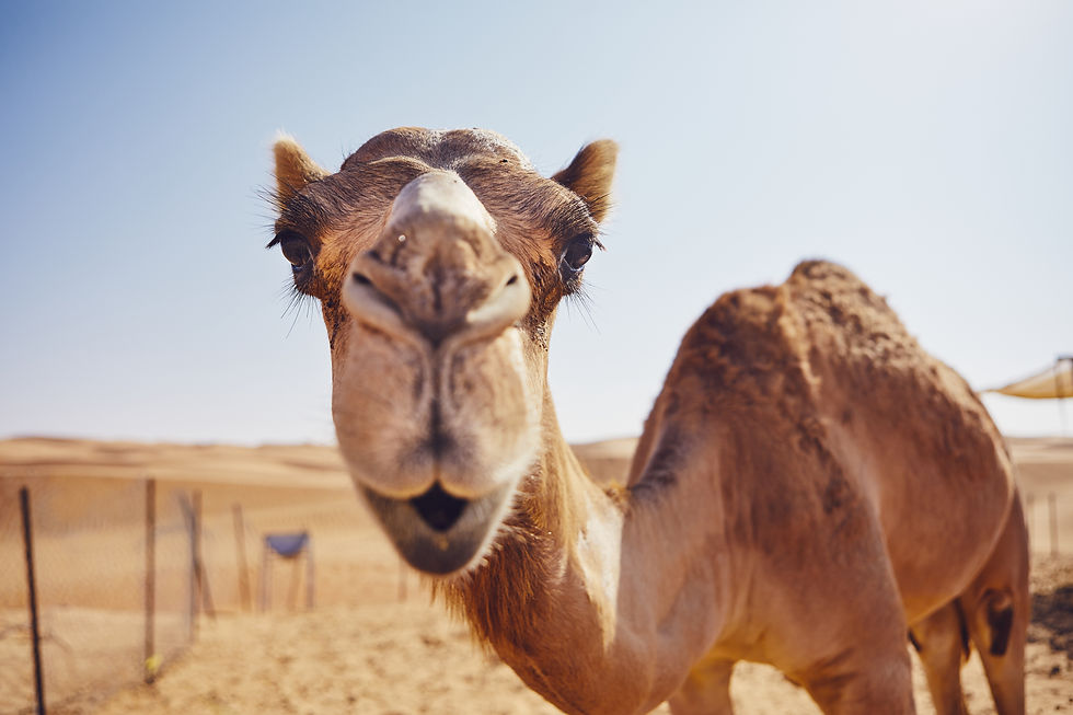 iStock-1070151038.jpg