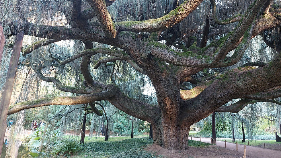 L'Arbre et sa Musique " Bain de Forêt" se relier à l'arbre