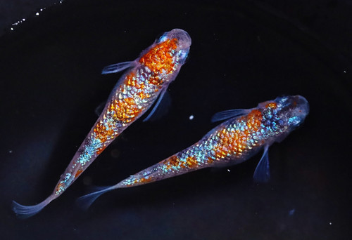 ◾️平安樋口一星作　彩色魚藻文大鉢共箱付き ◾️平安樋口一星作 彩色魚藻文大鉢共箱付き