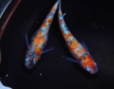 桜餅　稚魚10匹＋α