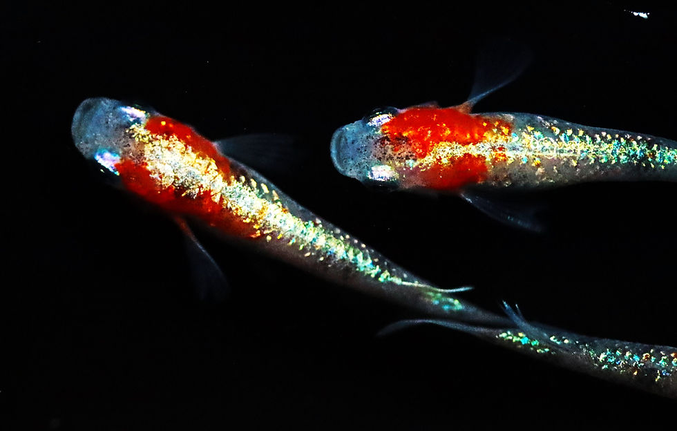 サムネイル： 三色ラメ体外光 WI-03　静楽庵様血統　稚魚20匹＋α