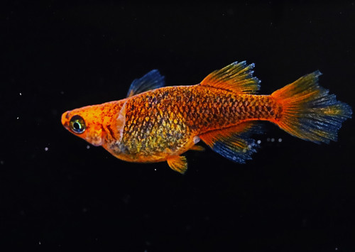 メダカ（竜章鳳姿）幼魚10匹プラスα…めだか 竜章鳳姿 稚魚 改良メダカ 竜章鳳姿 稚魚 10匹 メダカ水槽 メダカ種類