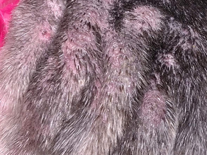 Seasonal Allergies Part 6: Desensitization in Dogs and Cats and Laser Therapy