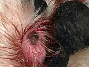 Seasonal Allergies Part 5: Nutrition to Support and Repair Skin in Allergic Disease