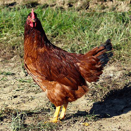 chicks_Rhode Island Red.gif