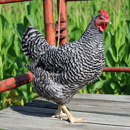 chicks_barred-rock.gif