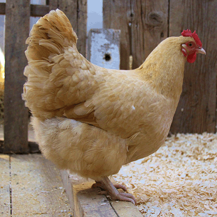 Buff Orpington.gif