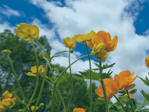 Growth and Challenge
